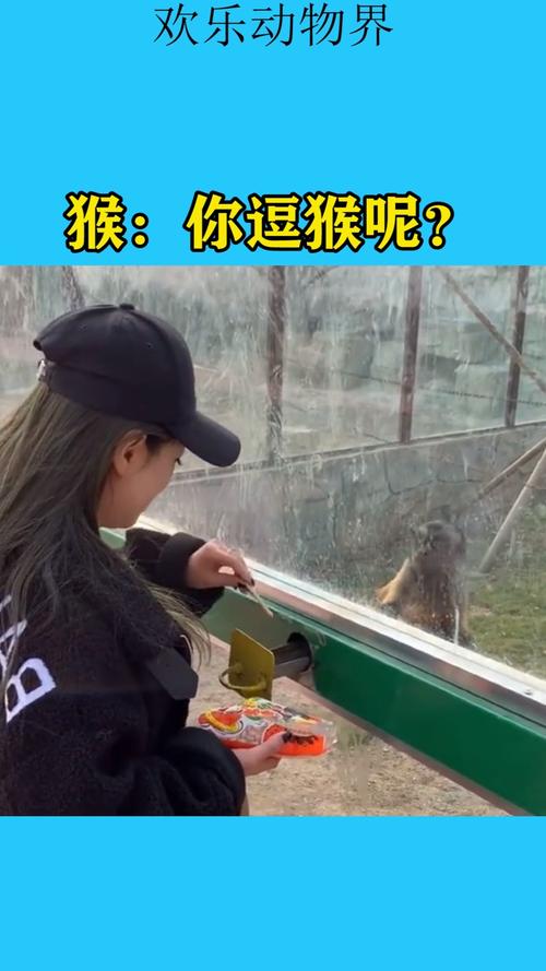 澳门开特马+开奖结果走势和车钥匙逗猴被猴抢走与猴子车钥匙