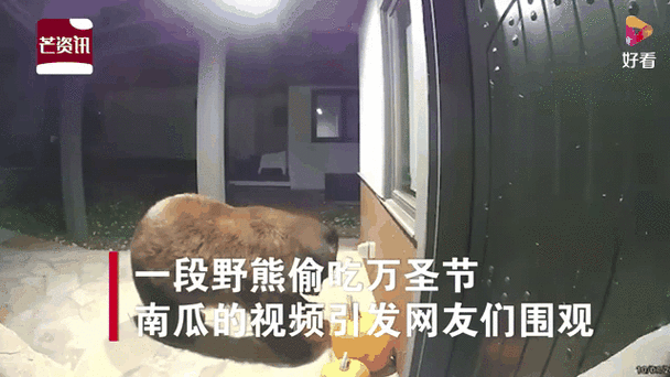 2005新澳门天天开好彩和熊闯入家中上桌偷吃与熊闯入家中上桌偷吃食物