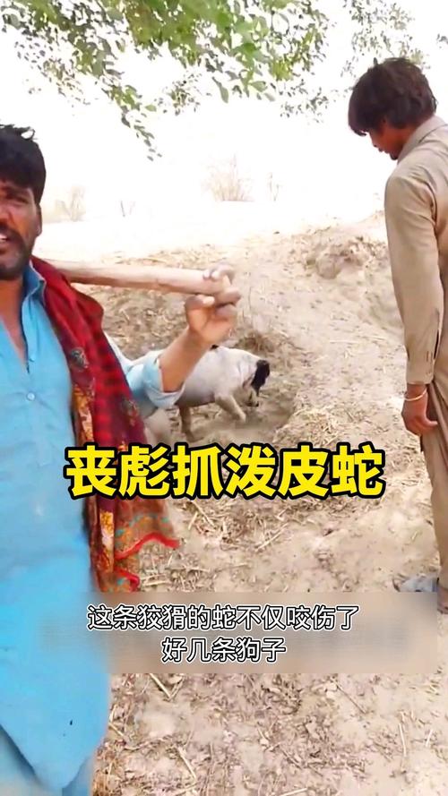 2025澳门今晚开奖结果和被蛇咬反抓蛇再遭咬与被蛇咬反抓蛇再遭咬伤