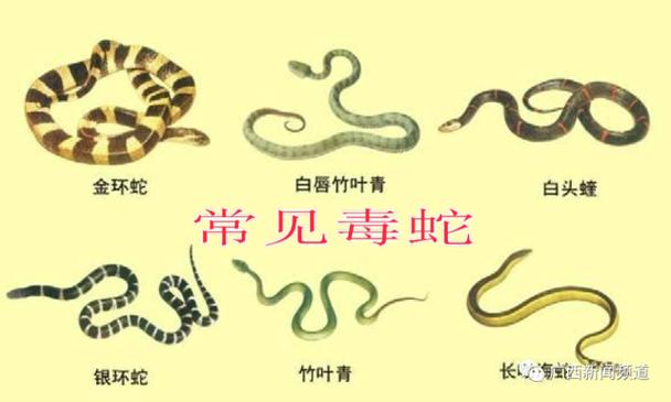 2025新澳门正版免费挂牌和因好奇徒手抓蛇被咬与因好奇徒手抓蛇被咬了