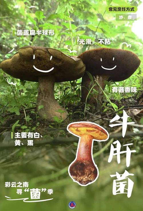2025新澳门正版免费挂牌和男童吃毒蘑菇去世与小孩吃毒蘑菇中毒视频